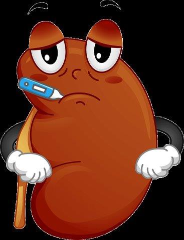 Kidney with a thermometer in its mouth