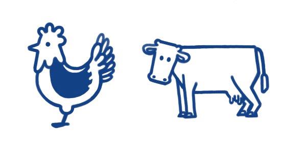 Chicken and cow next to each other