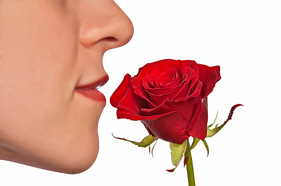 Nose smelling rose